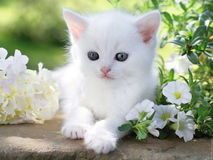 [12000706] Puzzle 1500 p - Chaton blanc