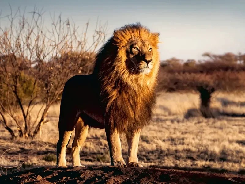 [007333] Puzzle 1500 pièces : Le lion, le roi des animaux