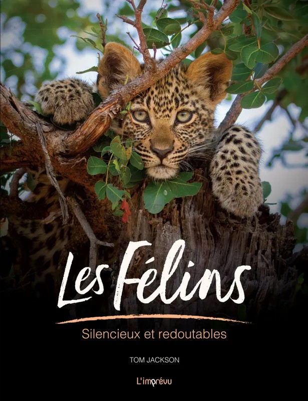 [IP345920] Les félins